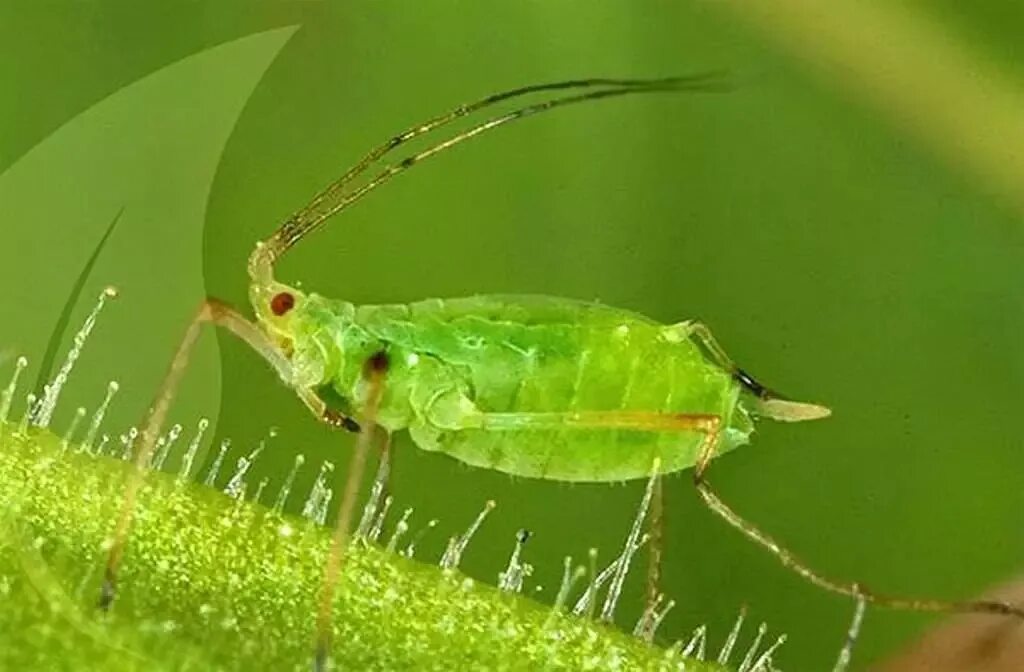 Macrosiphum euphorbiae. Тля насекомое. Лицо тли. Самка тли. Равнокрылые насекомые тля.