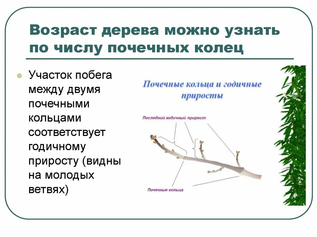 Как определить возраст по годичным кольцам. Как определить возраст побега. возраст дерева по веткам. подченые кольца и годичные приростки. годичный прирост побега.