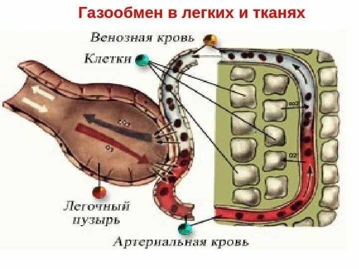 Газообмен между кровью и клетками тканей. Газообмен в легких. Газообмен в лёгких и тканях. Газобменв легких и ткаях