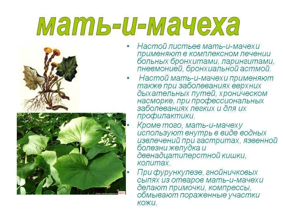 Какие листья используют в медицине. Целебные свойства мать и мачехи. мать и мачеха лекарственные свойства. мать и мачеха листок. листья мать-и-мачеха лечебные.