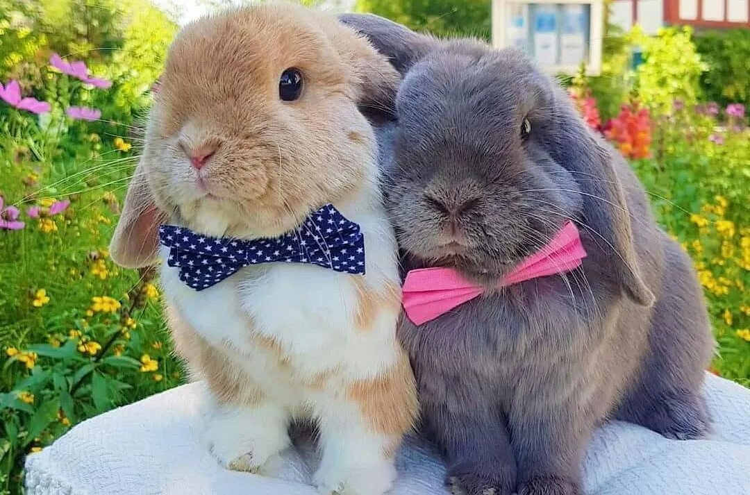 щенок и кролик. кролик и котик. котики собачки. зайчик и щенок. кролики собачки котики.