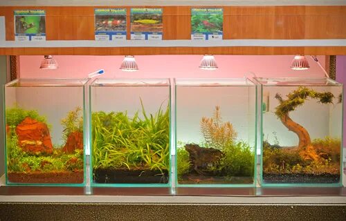 живой уголок киров труда 57