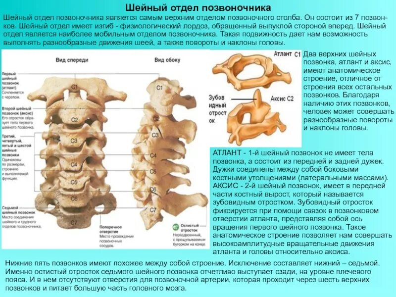 Описание шейного отдела позвоночника