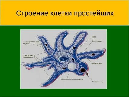 Строение простейших организмов