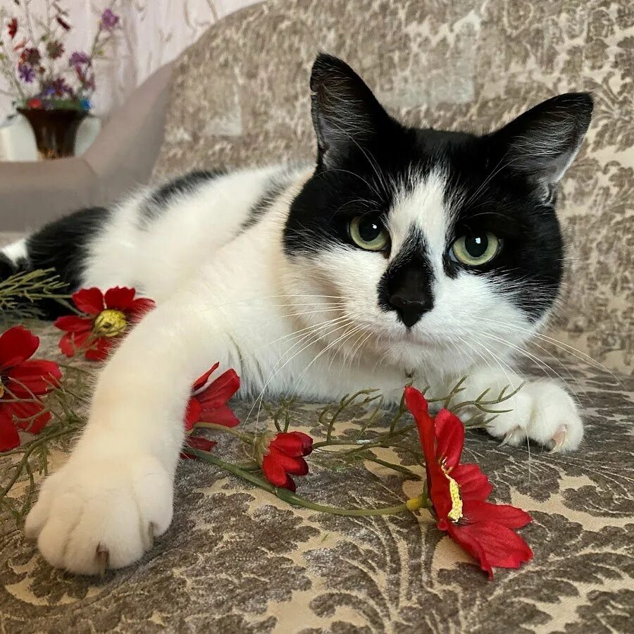 Малыш из а ну ка давай ка. Анука давайка мурка. анука давайка кошка мурзя. кот баффи. канал анука давайка.