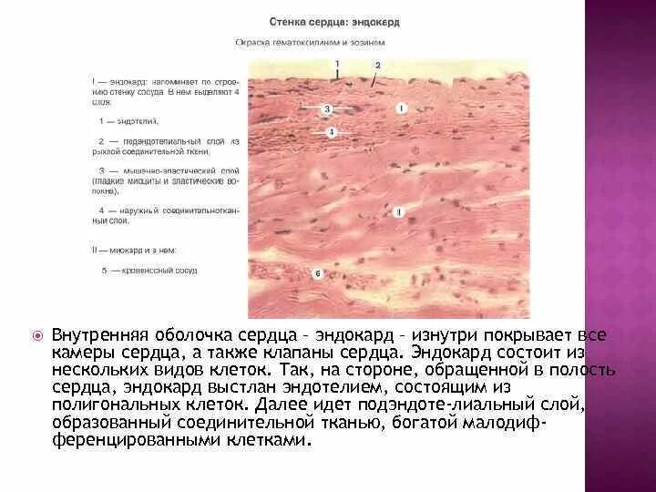 Волокна Пуркинье препарат гистология. Клапан сердца гистология препарат. Гистологический препарат эндокарда. Клетки Пуркинье гистология сердце.