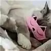 Cat dan. Catnap милые. милый cat nap. друзья cat nap. спатки.