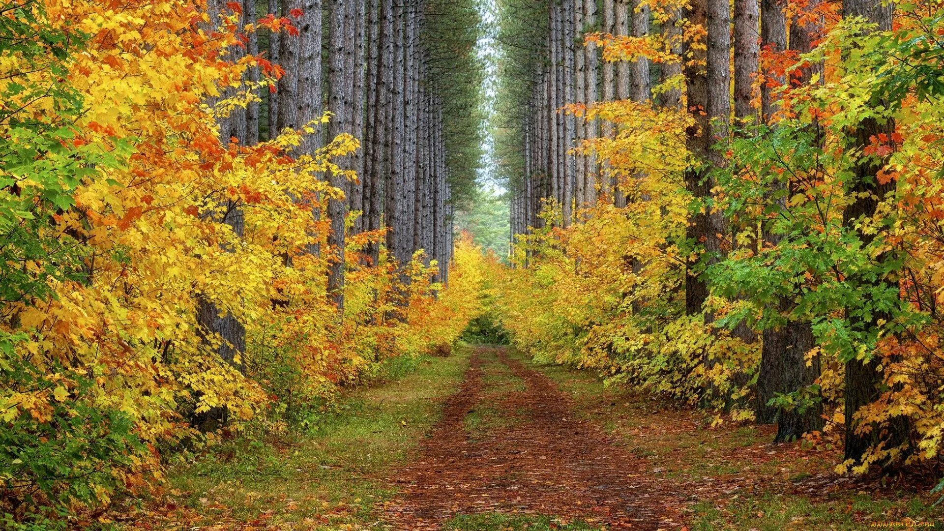 Может ли вас взволновать красота осеннего леса. Лес словно Терем расписной лиловый золотой багряный. Осенний лес. Осень в лесу. Лес осенью.