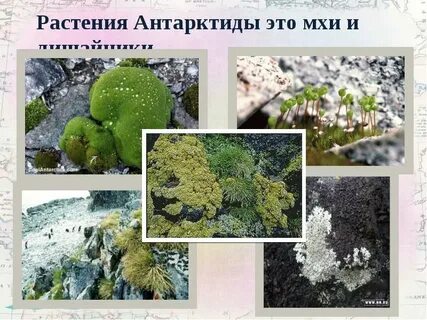 Какой тип питания характерен для лишайников арктики