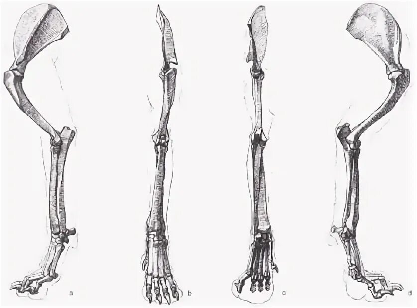 Анатомия костей передней лапы собаки. Строение кости задней лапы собаки. Строение скелета кошки задние лапы. Анатомия костей передней лапы кошки.