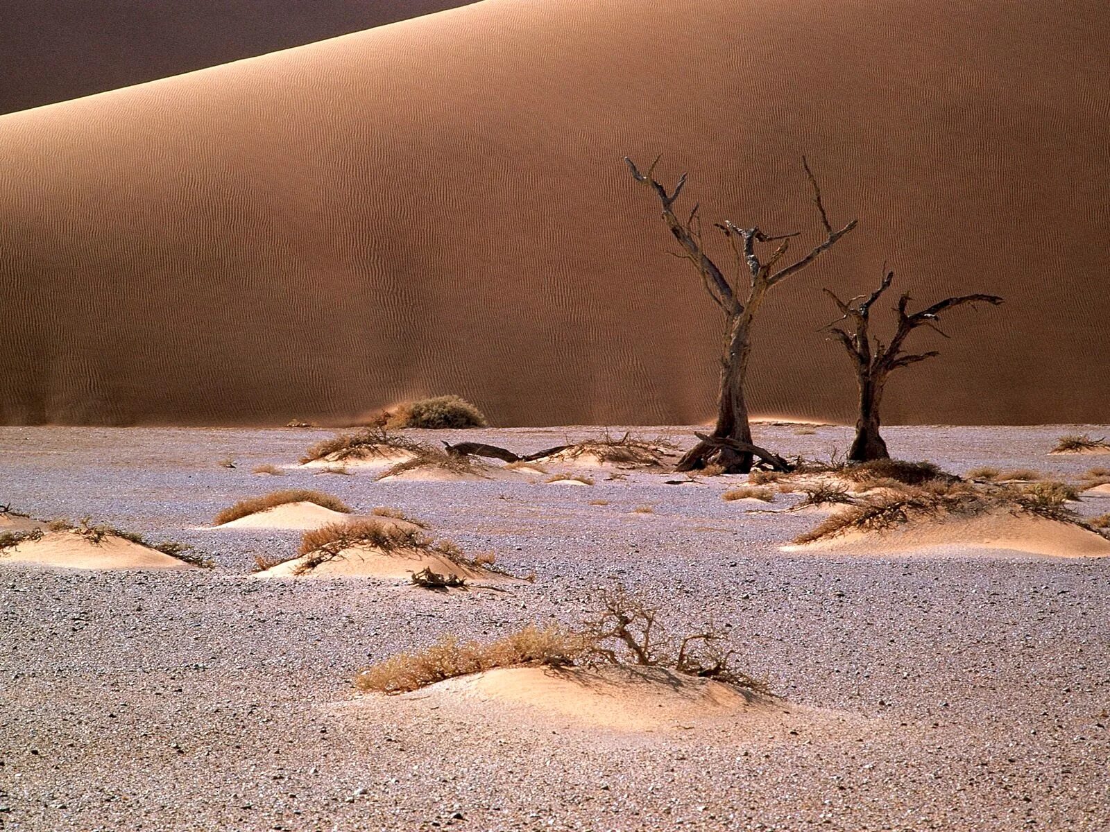 Инсталляция «дыхание пустыни». Пустыня песок. Засохшее дерево в пустыне.
