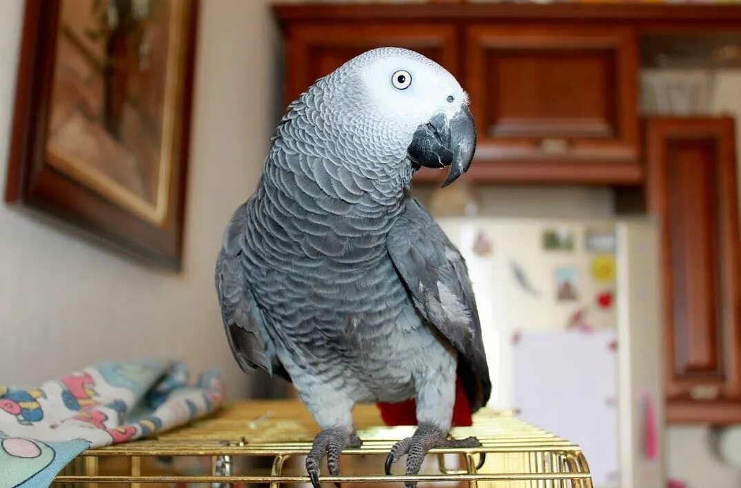 Попугай девочка. Говорящие попугаи породы. Говорящий попугай жако тимоша. Волнистый попугайчик. Попугай какаду зеленый.