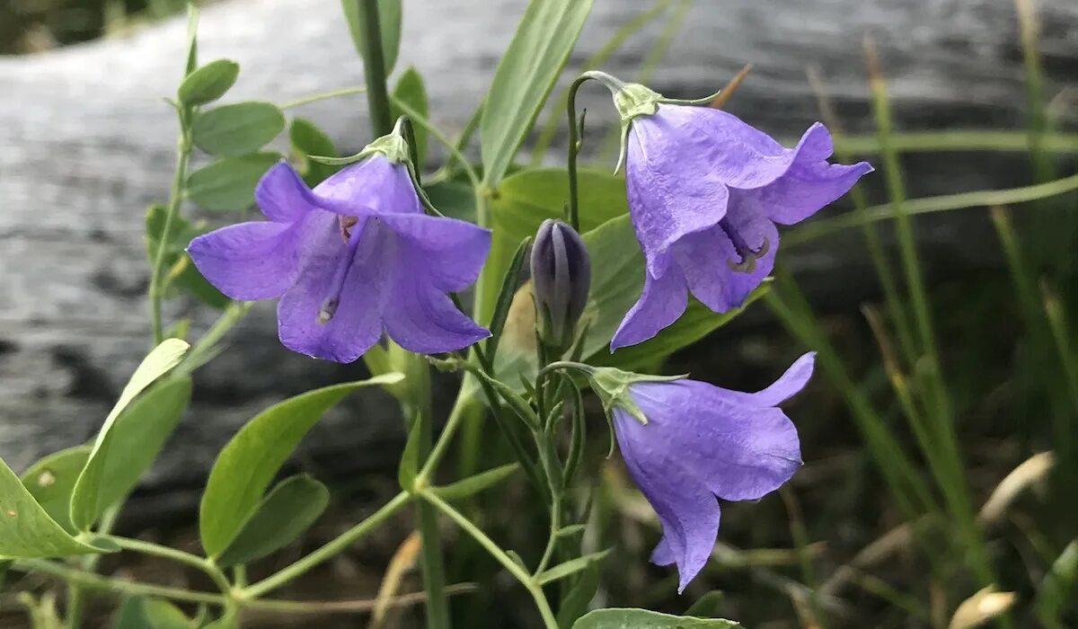 Campanula divaricata (southern bellflower)