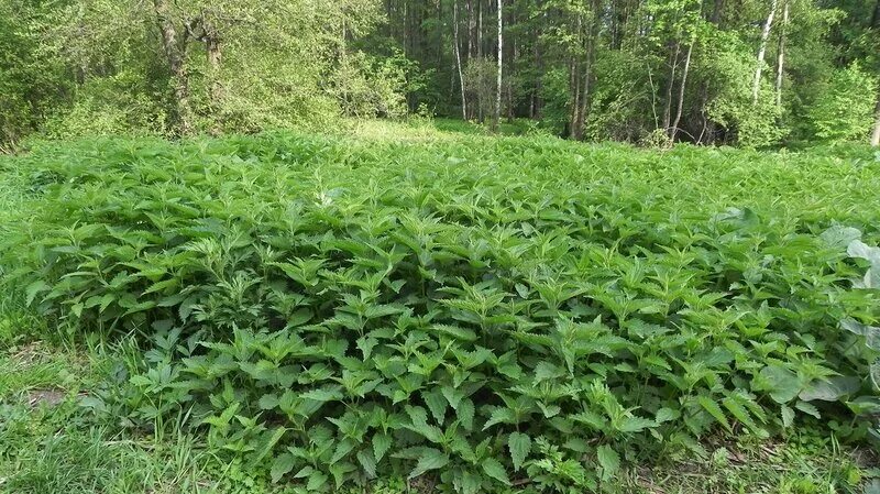 Поле крапивы. Крапива двудомная заросли. Плантации крапивы. Куст крапивы. Заросли крапивы в лесу.