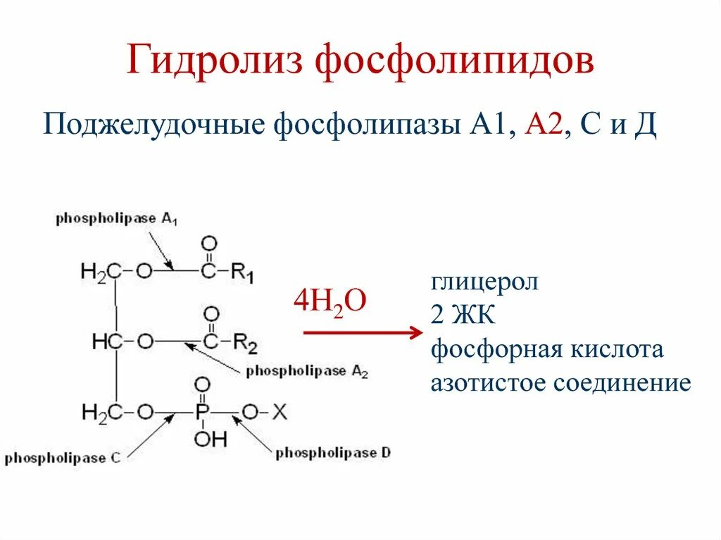 Гидролиз жиров ферменты. Гидролиз фосфолипидов фосфолипазой а2. Фермент, катализирующий гидролиз фосфолипидов:. Основные продукты щелочного гидролиза фосфолипидов:. Гидролизе фосфолипида лецитина.