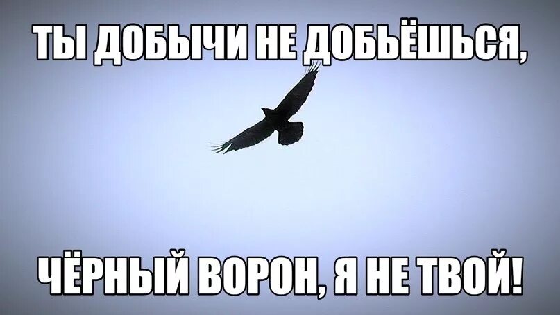 Песня черный лоб. Чёрный ворон песня. Чёрный ворон песня песня. Черный ворон текст. Чёрный ворон что ты вьёшься.