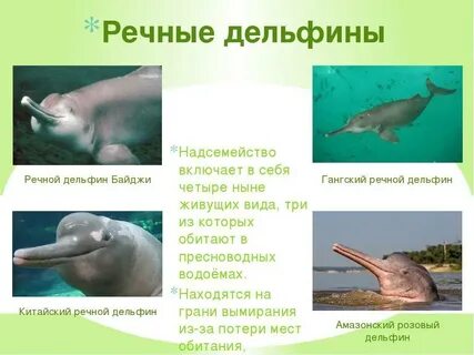 Какой существенный признак оригинала дельфин