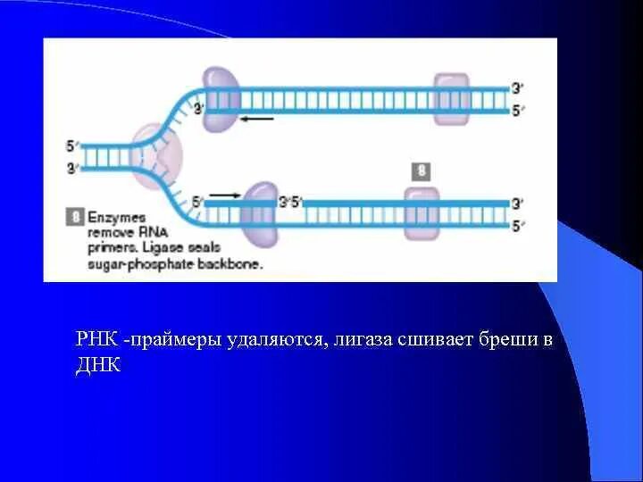 РНК Праймеры. РНК лигаза. Сшивание ДНК лигазой. Праймер РНК затравка.