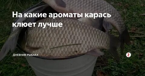 Какие вкусы любит карась