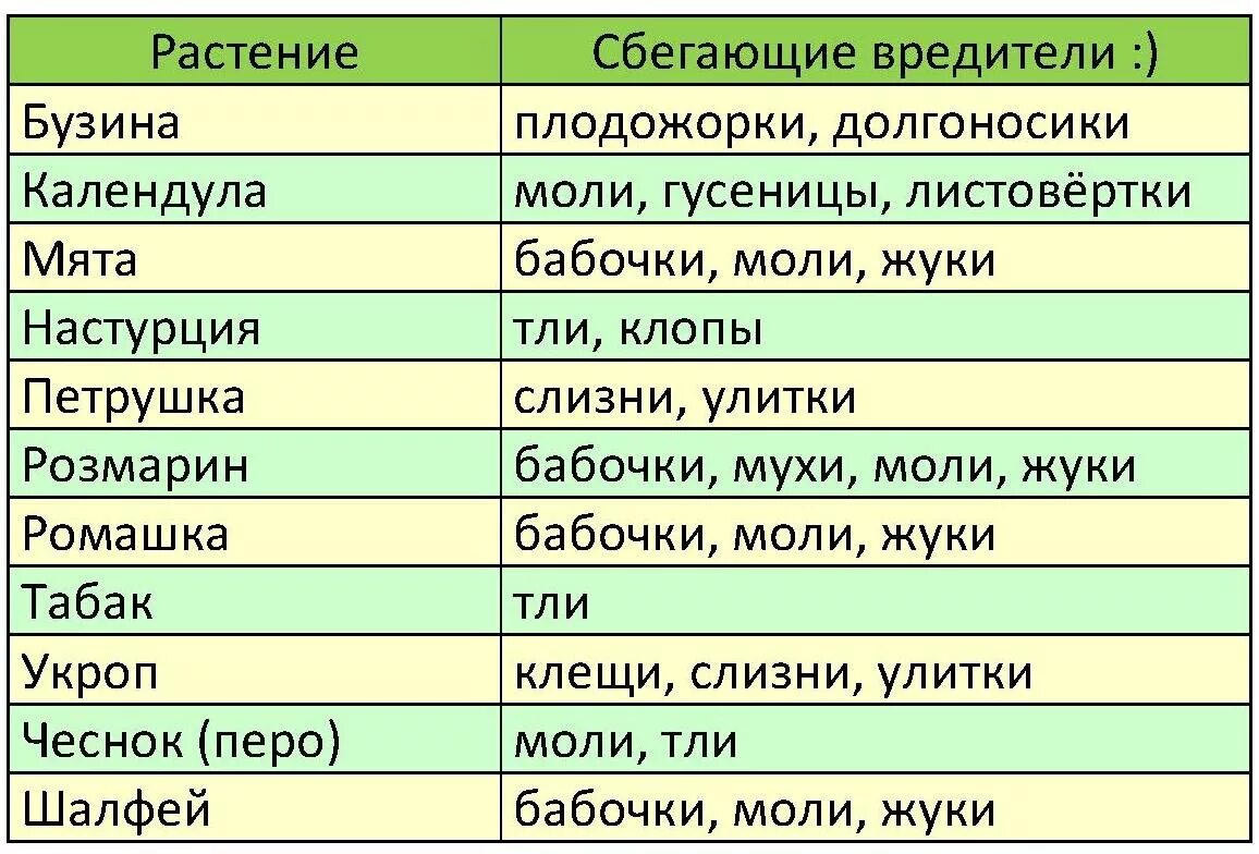 Таблица соседства на грядках. Несовместимые растения на грядке. Соседство на огороде. Соседство овощных культур на огороде. Сочетаемость овощей на грядке.