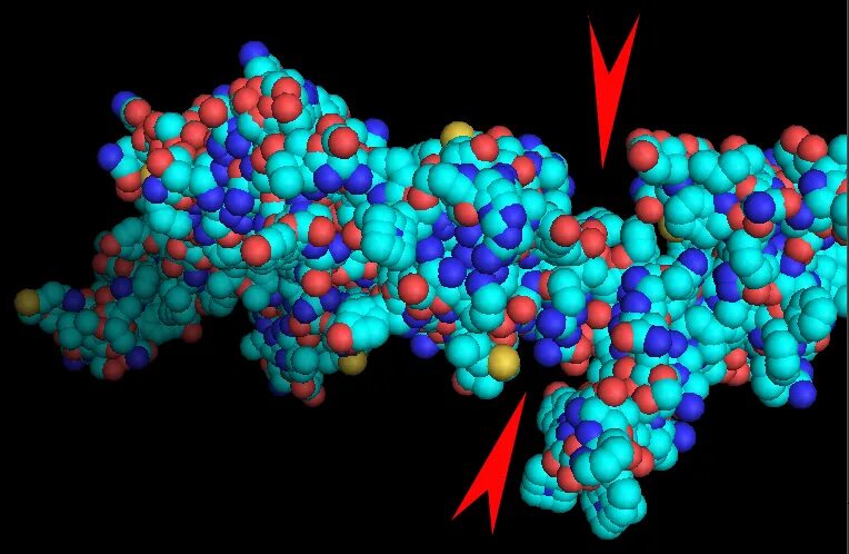 3 структура белки. фрагмент белка. фрагмент белка. строение первичной структуры белка химия. первичная структура белка схема.