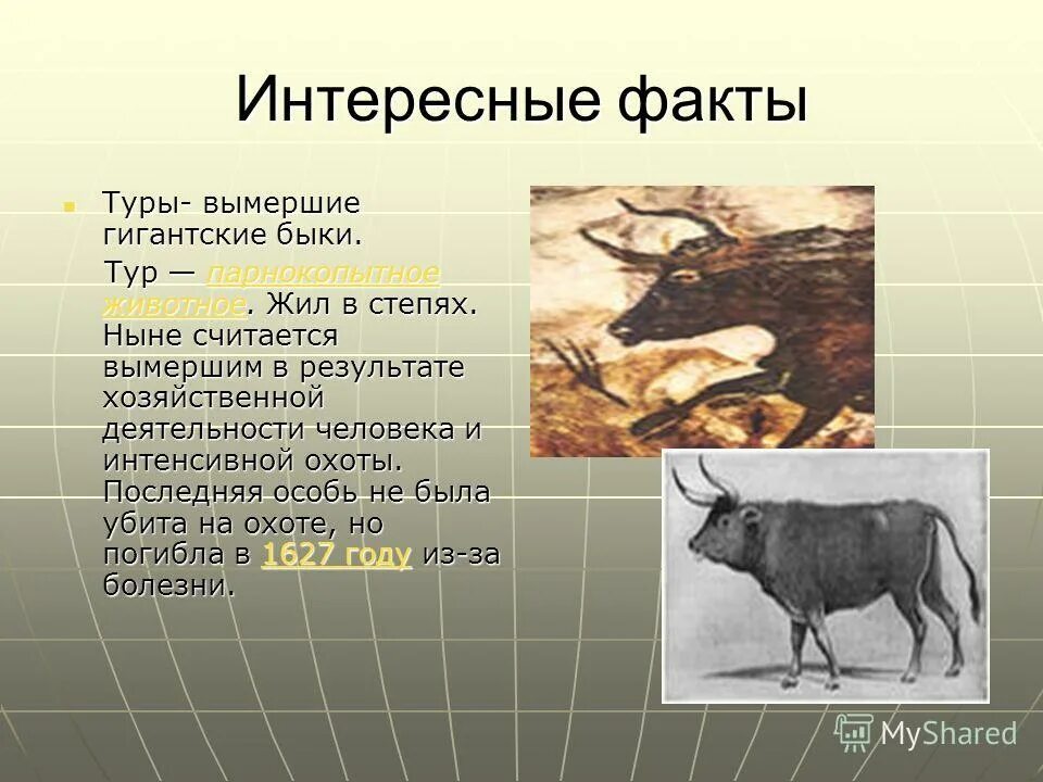 земля 500 миллионов лет назад. считается вымершим. вымирающие виды животных. тур дикий бык вымерший. тур бык европейский дикий бык.