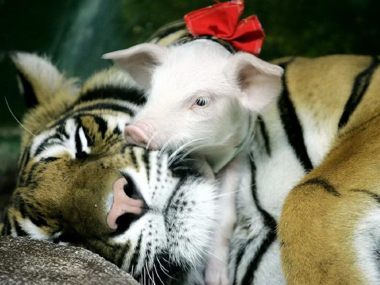 Animal coupling. Дружба животных. Необычная Дружба животных. Любовь животных. Разные животные вместе.