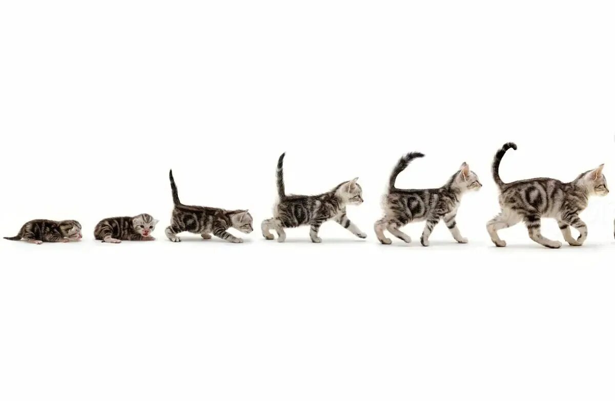Фазы роста котят. Фазы роста котят
