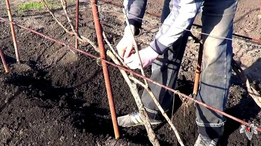 Подвязка винограда к шпалере для начинающих. Подвязывание лозы винограда. подвязка лозы винограда. подвязать лозу винограда. подвязка виноградной лозы.