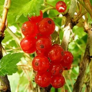 Сорта красной смородины фото описание