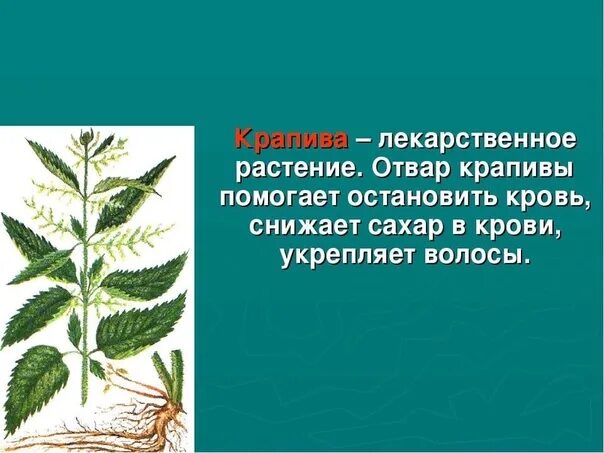 Крапива лечебное растение. Лечебное растение крап. Информация о крапиве. Сообщение о крапиве. Окружающий мир крапива