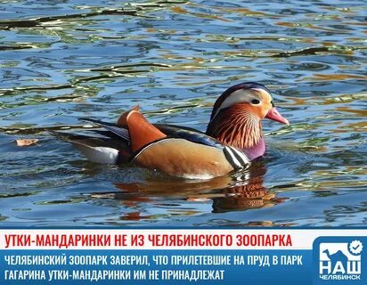 Мандаринка обитает