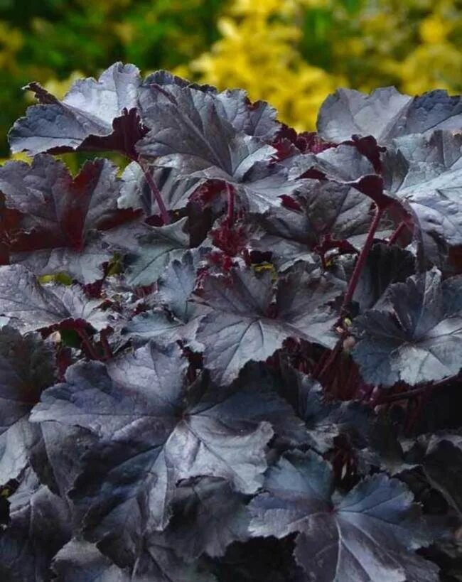 Гейхера блэк перл. Гейхера heuchera black pearl. гейхера гибридная блэк перл. гейхера гибридная блэк перлз.