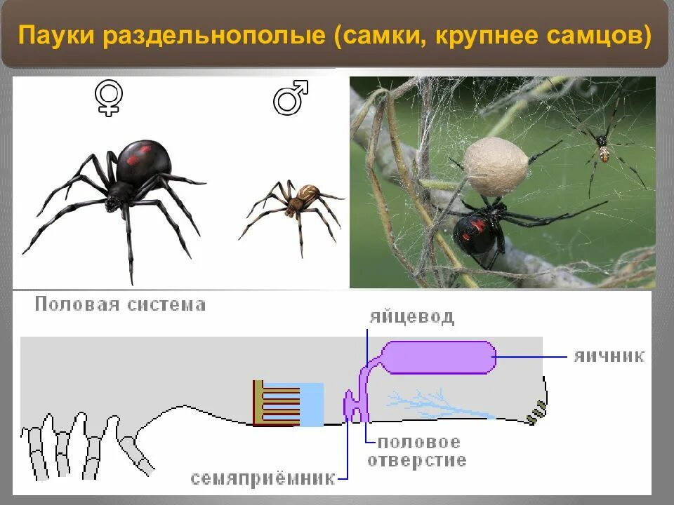 Половая паукообразных