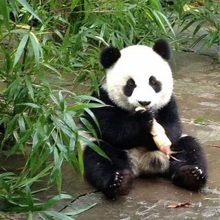 States panda