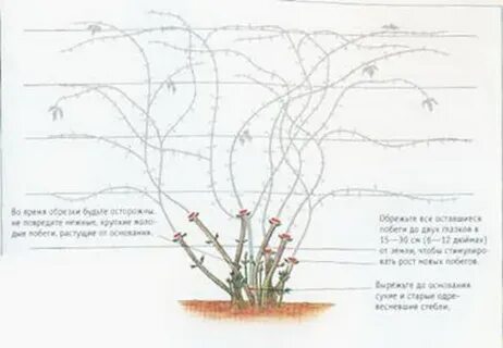 Клематис обрезка летом