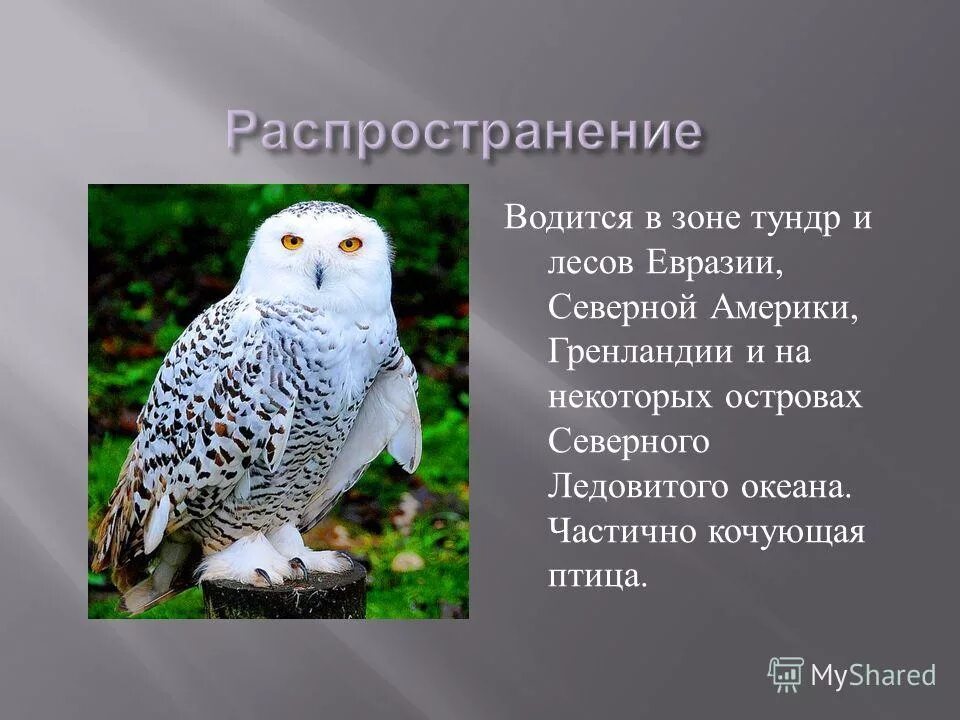 Где обитает сова в какой природной зоне. Полярная сова сообщение 4. полярная сова описание. сведения о полярной сове. белая сова описание.