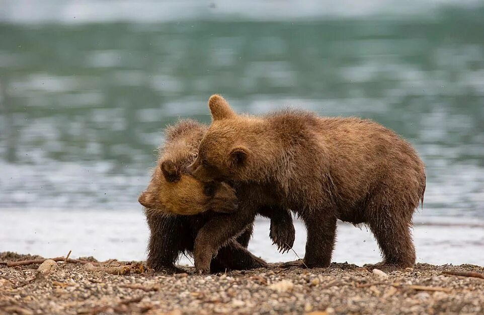 влюбленные медведи. включи 2 медвежонка. медведь на берегу. медведь в лесу. медвежата играются.