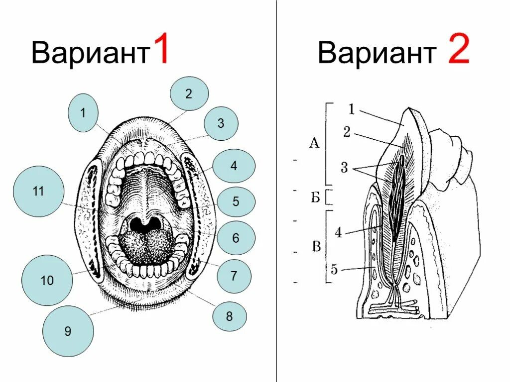 Какие зубы на рисунке обозначены цифрой 2