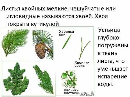 Ткани голосеменных растений