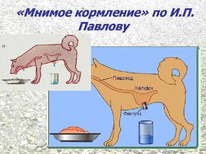 Метод фистулы павлова. Павлова по изучению деятельности слюнных желез. Опыты павлова по изучению пищеварения. Фистульный метод изучения пищеварения. Метод фистулы павлова.