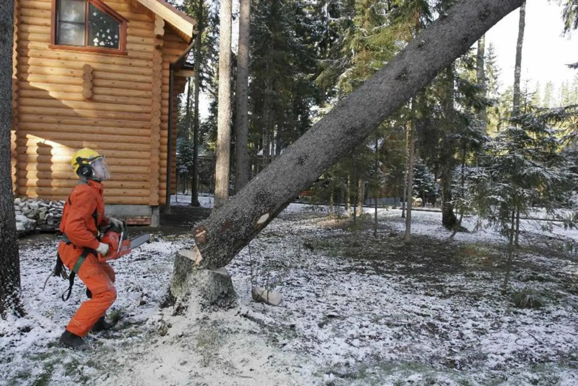 Вырубка деревьев на участке. Вырубка деревьев на участке