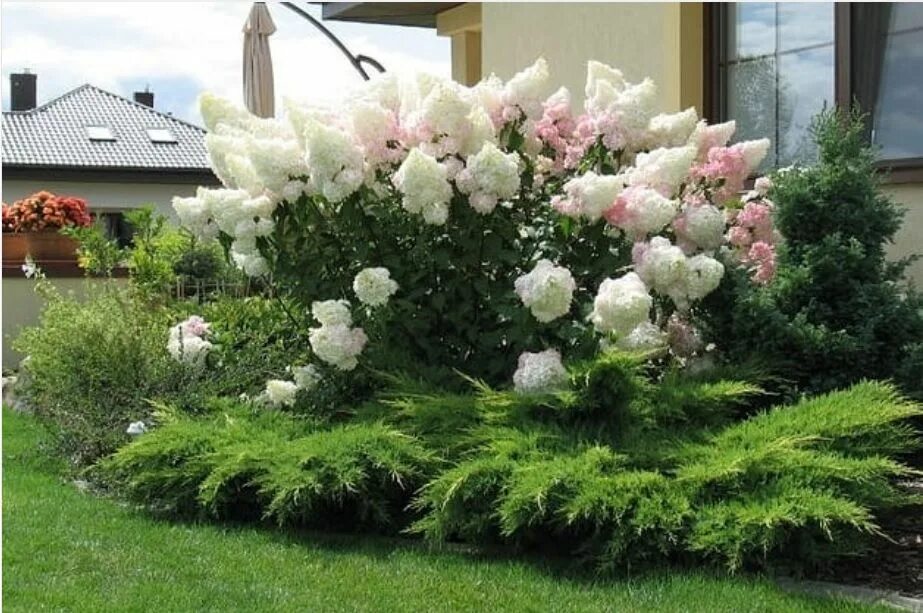Pin by Ирина Николаевна on Растения Plants, Garden