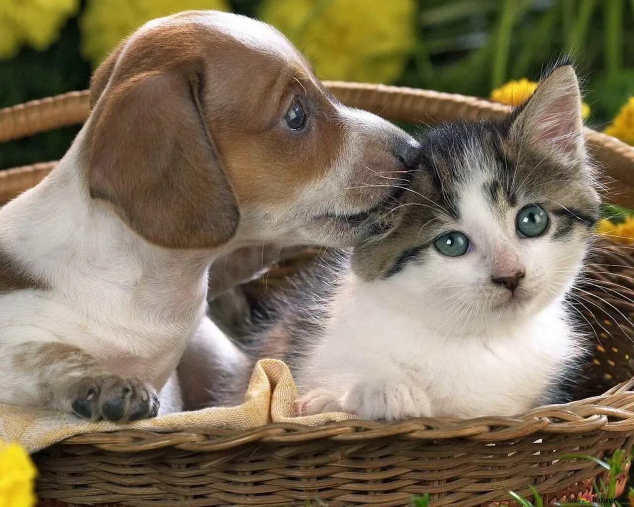 Милые котята и щенки. Кошка в лукошке. Кошки и собаки. Кошка вскармливает кота. Спящие животные.