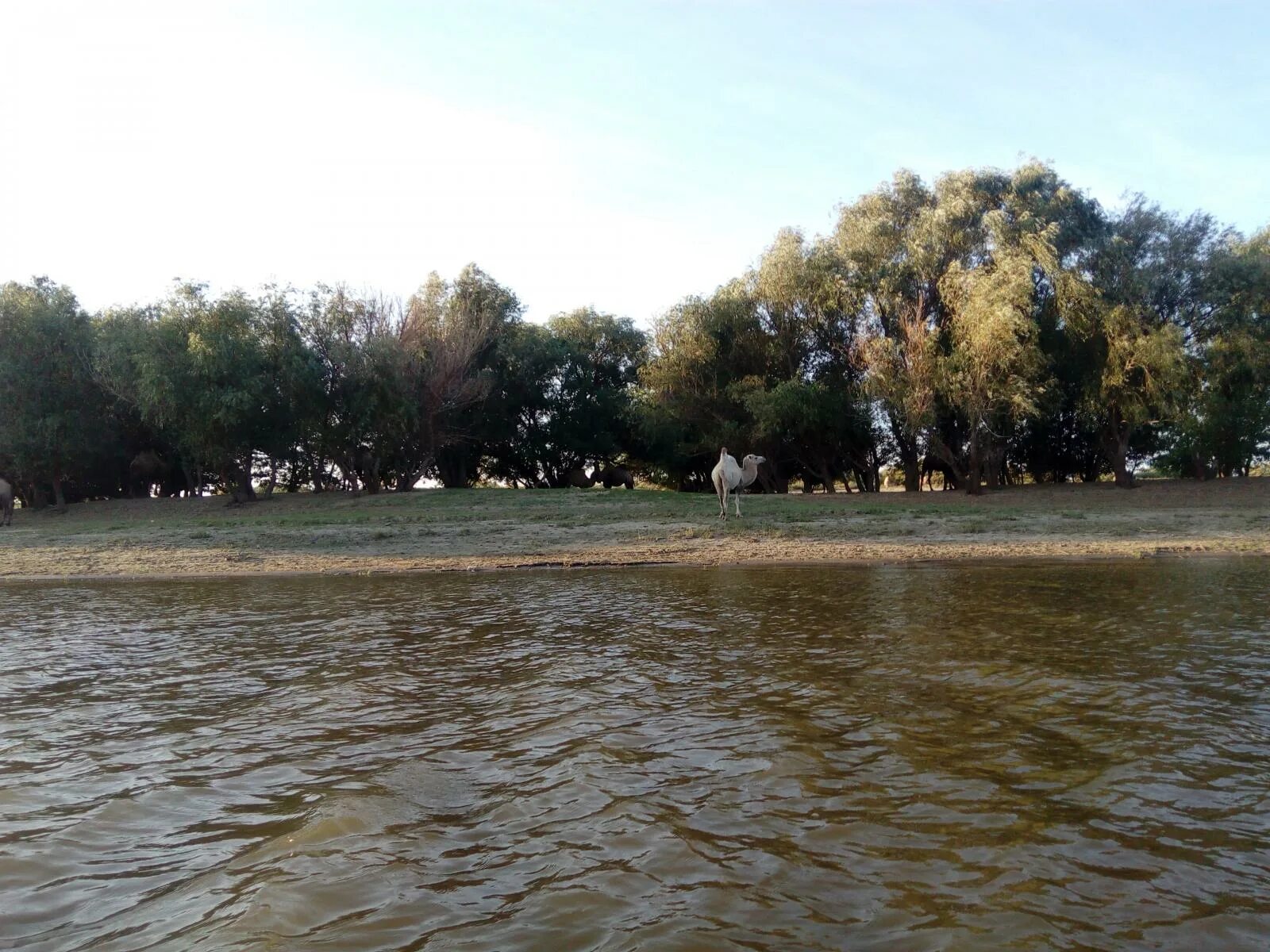 Астрахань река Бузан. Река Кигач. Река Бузан Астраханской области. Астрахань река Кигач.