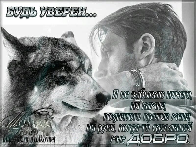 Человек человеку волк выражение. Цитаты волка про девушку. волки и люди цитаты гифы. волк не забуду. ничего не забывается.