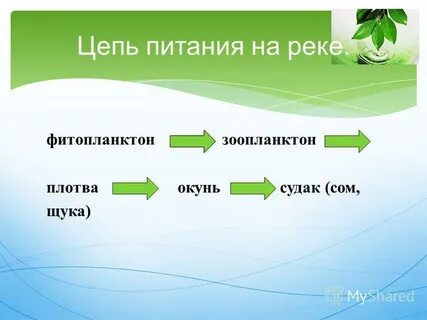 Составить 2 3 пищевые цепи озера