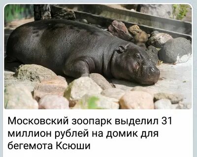Бегемот меню