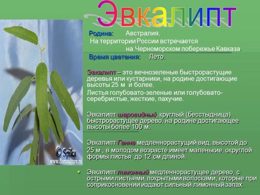 Эвкалипт растение. Эвкалипт презентация. Эвкалипт лекарственное растение. Эвкалипт характеристика растения.