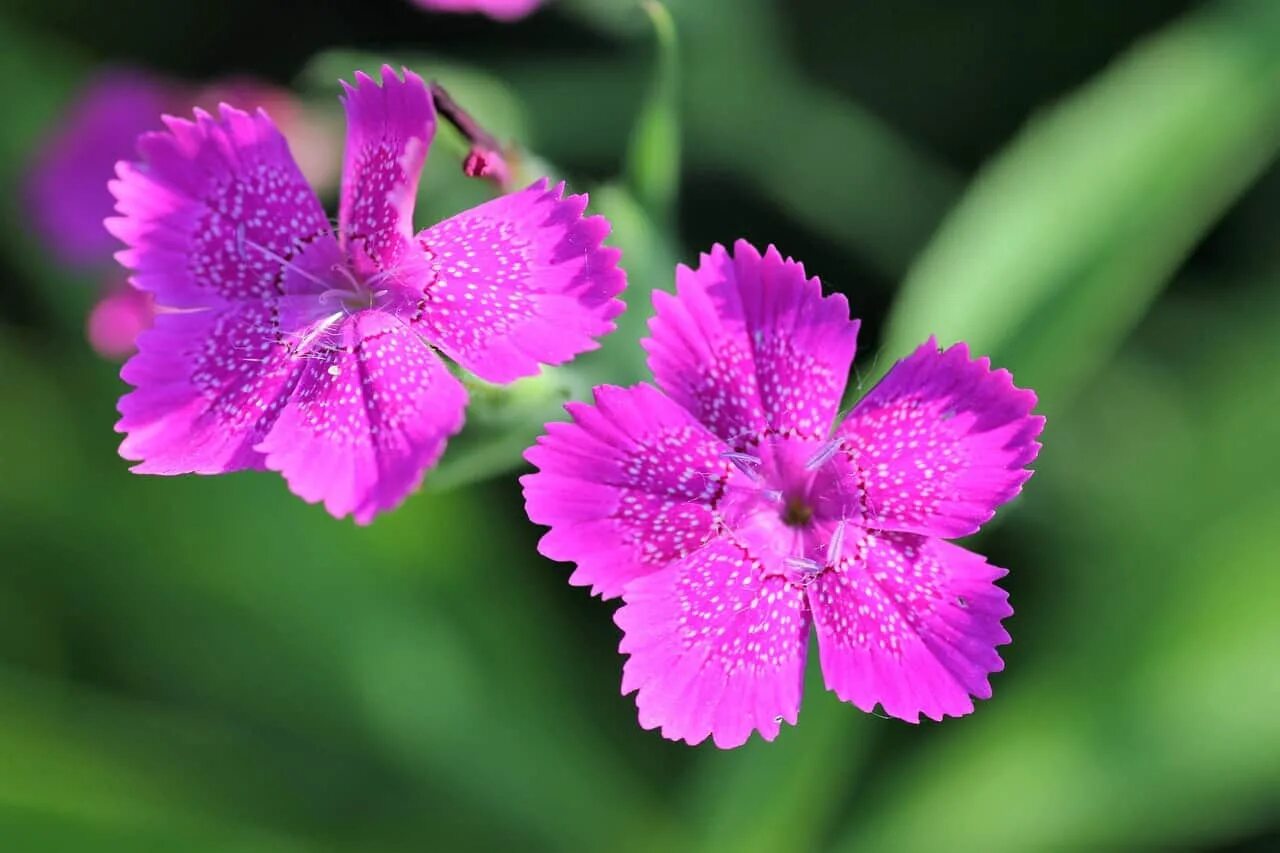 Гвоздика лесная. Гвоздика разноцветная ( Dianthus versicolor). Гвоздика травянка Лесная. Гвоздика Полевая Луговая. Dianthus Armeria.